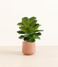 Load image into Gallery viewer, Calm Rose*****Profile
