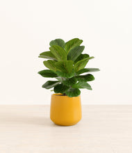 Load image into Gallery viewer, Mustard*****Profile

