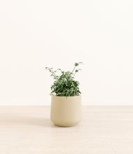 Load image into Gallery viewer, Almond Green*****Profile
