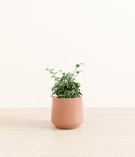 Load image into Gallery viewer, Calm Rose*****Profile
