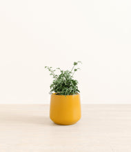 Load image into Gallery viewer, Mustard*****Profile
