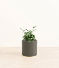 Load image into Gallery viewer, Dark Olive*****Profile
