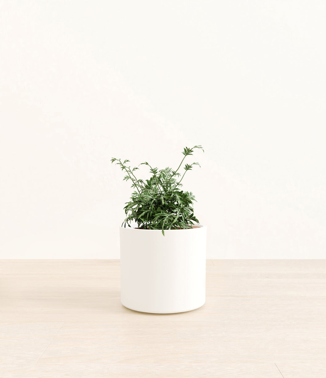 White*****Profile