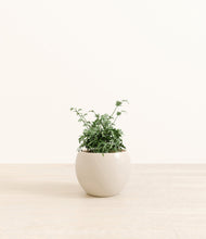 Load image into Gallery viewer, Shiny EggWhite*****Profile
