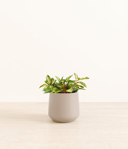 Eternal Gray*****Profile