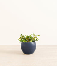 Load image into Gallery viewer, Deep Navy*****Profile
