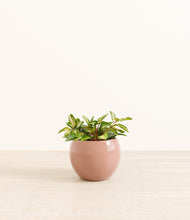 Load image into Gallery viewer, Calm Rose*****Profile
