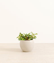 Load image into Gallery viewer, Shiny EggWhite*****Profile

