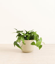Lade das Bild in den Galerie-Viewer, Almond Green*****Profile

