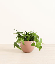 Load image into Gallery viewer, Calm Rose*****Profile
