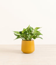 Load image into Gallery viewer, Mustard*****Profile

