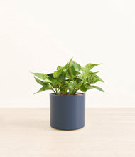 Load image into Gallery viewer, Deep Navy*****Profile

