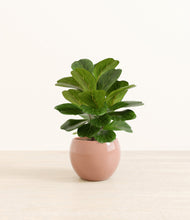 Load image into Gallery viewer, Calm Rose*****Profile

