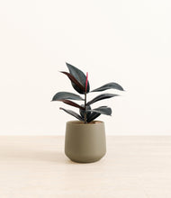 Load image into Gallery viewer, Olive*****Profile
