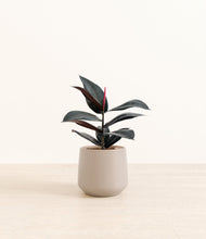 Load image into Gallery viewer, Eternal Gray*****Profile
