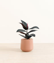Load image into Gallery viewer, Calm Rose*****Profile
