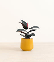 Load image into Gallery viewer, Mustard*****Profile
