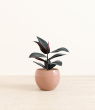 Load image into Gallery viewer, Calm Rose*****Profile
