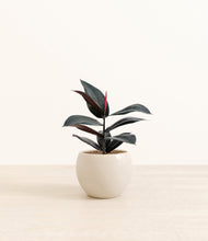 Load image into Gallery viewer, Shiny EggWhite*****Profile
