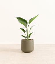 Load image into Gallery viewer, Olive*****Profile
