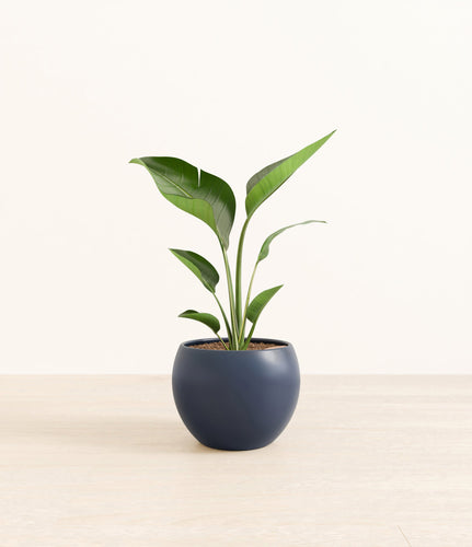 Deep Navy*****Profile