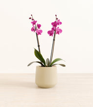 Load image into Gallery viewer, Almond Green*****Profile
