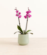 Load image into Gallery viewer, Turquoise*****Profile
