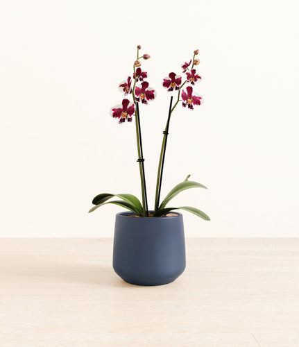 Deep Navy*****Profile