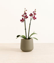 Load image into Gallery viewer, Olive*****Profile
