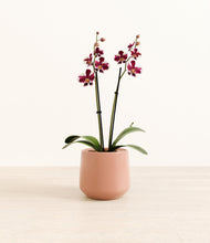 Load image into Gallery viewer, Calm Rose*****Profile
