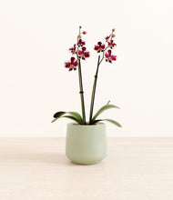 Load image into Gallery viewer, Turquoise*****Profile
