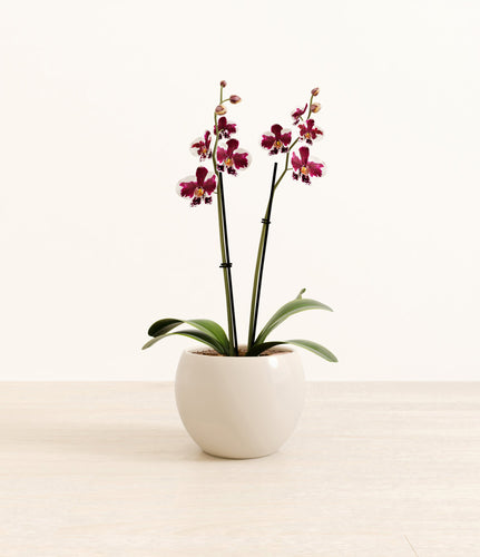 Shiny EggWhite*****Profile