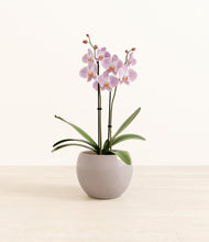 Load image into Gallery viewer, -
