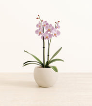 Load image into Gallery viewer, -
