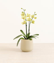 Load image into Gallery viewer, Almond Green*****Profile
