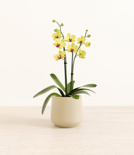 Load image into Gallery viewer, Almond Green*****Profile
