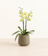 Load image into Gallery viewer, Olive*****Profile
