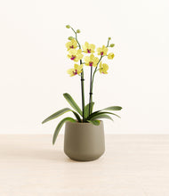 Load image into Gallery viewer, Olive*****Profile
