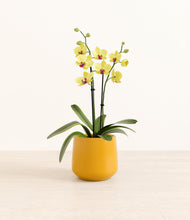 Load image into Gallery viewer, Mustard*****Profile
