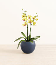Load image into Gallery viewer, Deep Navy*****Profile
