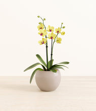 Load image into Gallery viewer, Desert Brown*****Profile

