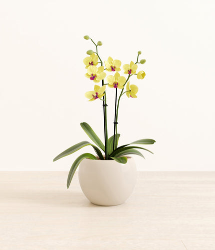 Shiny EggWhite*****Profile