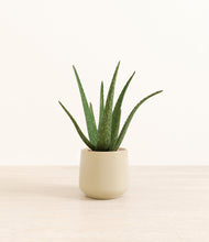 Load image into Gallery viewer, Almond Green*****Profile
