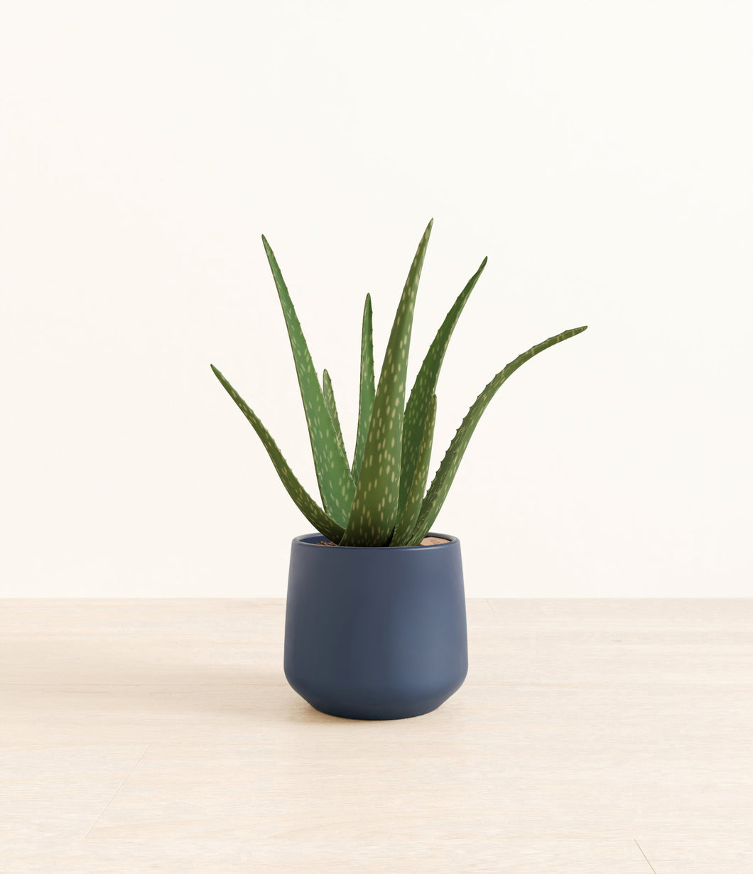 Deep Navy*****Profile