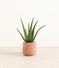 Load image into Gallery viewer, Calm Rose*****Profile
