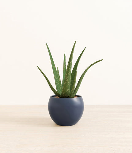 Deep Navy*****Profile