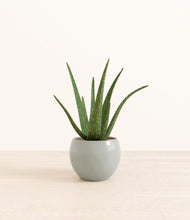 Load image into Gallery viewer, Deep Ocean*****Profile
