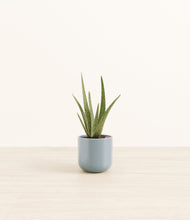 Load image into Gallery viewer, Misty Blue*****Profile
