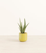 Load image into Gallery viewer, Key Lime Yellow*****Profile
