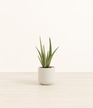 Load image into Gallery viewer, Cotton White*****Profile
